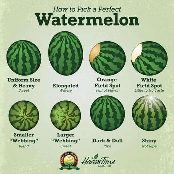 Chart explains how to pick the perfect watermelon. 

Uniform Size and Heavy makes for a sweet watermelon. Elongated - watery.

Orange field spot - full of flavor. White field spot - little to no taste.

Smaller webbing - bland.
Larger webbing - sweet.

Dark and dull coloring - ripe.
Shiny and light colors - not ripe.