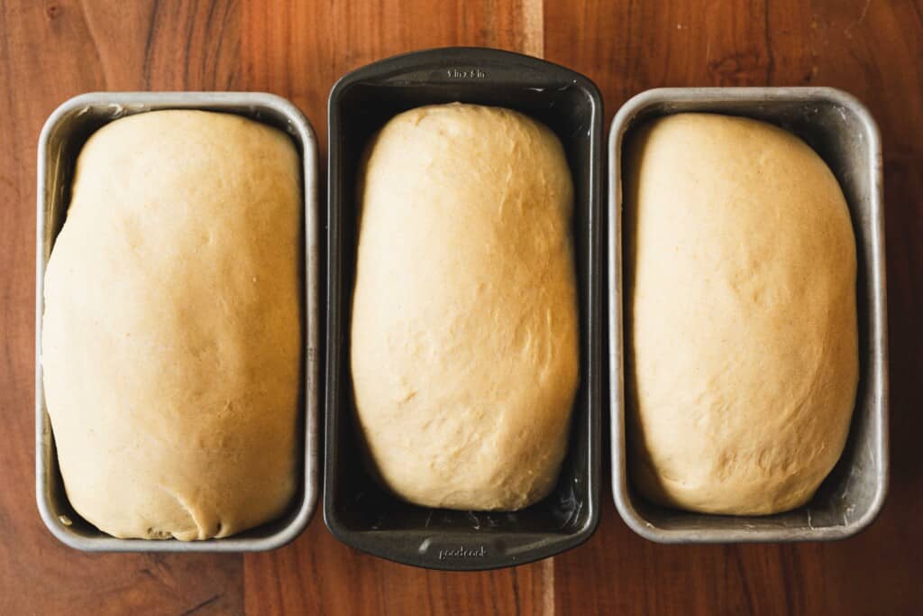 Three loaves of raised homemade bread sit in greased bread pans ready to bake.